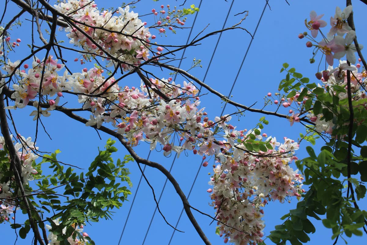 Pink balayong blossoms against a blue sky
