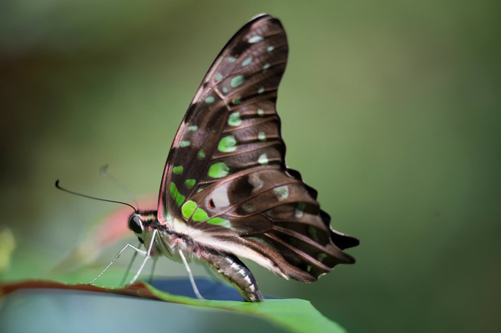 A black butterfly with green spots resting on a leaf