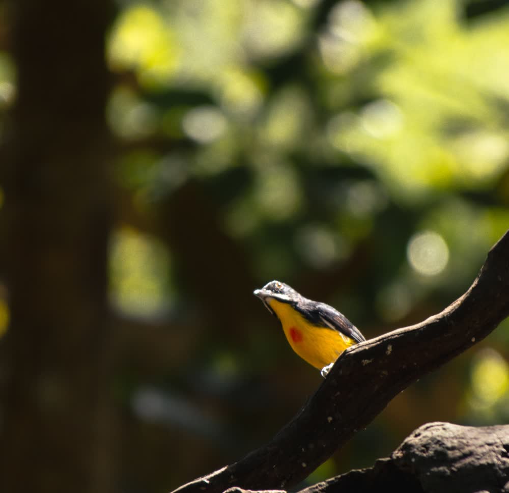A small yellow-breasted bird perched on a branch in soft forest light