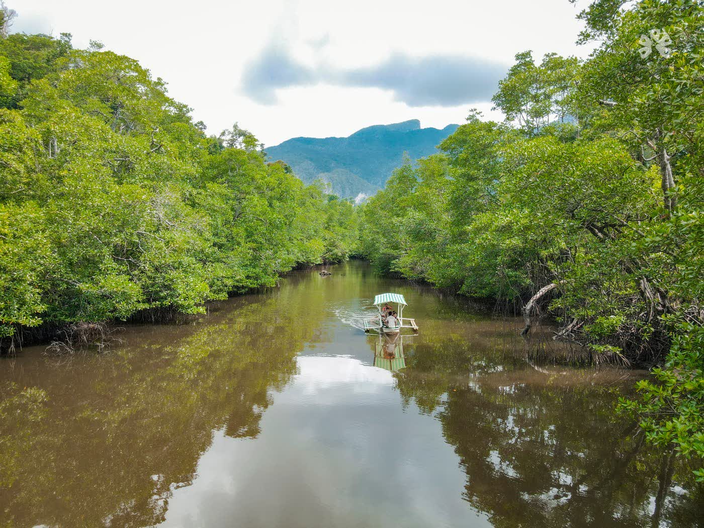 A small boat on a brown river between walls of mangrove
