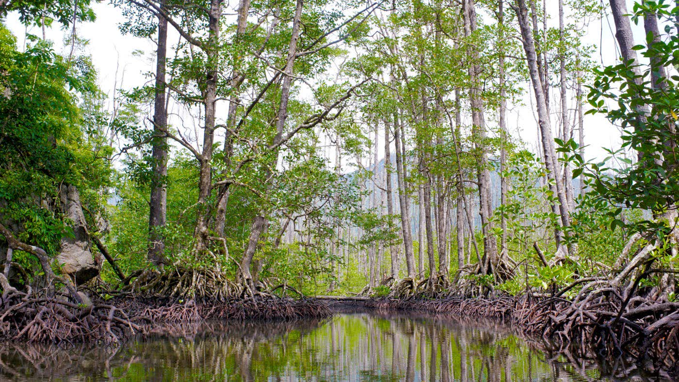 Tall thin trees and mangrove roots standing in still water