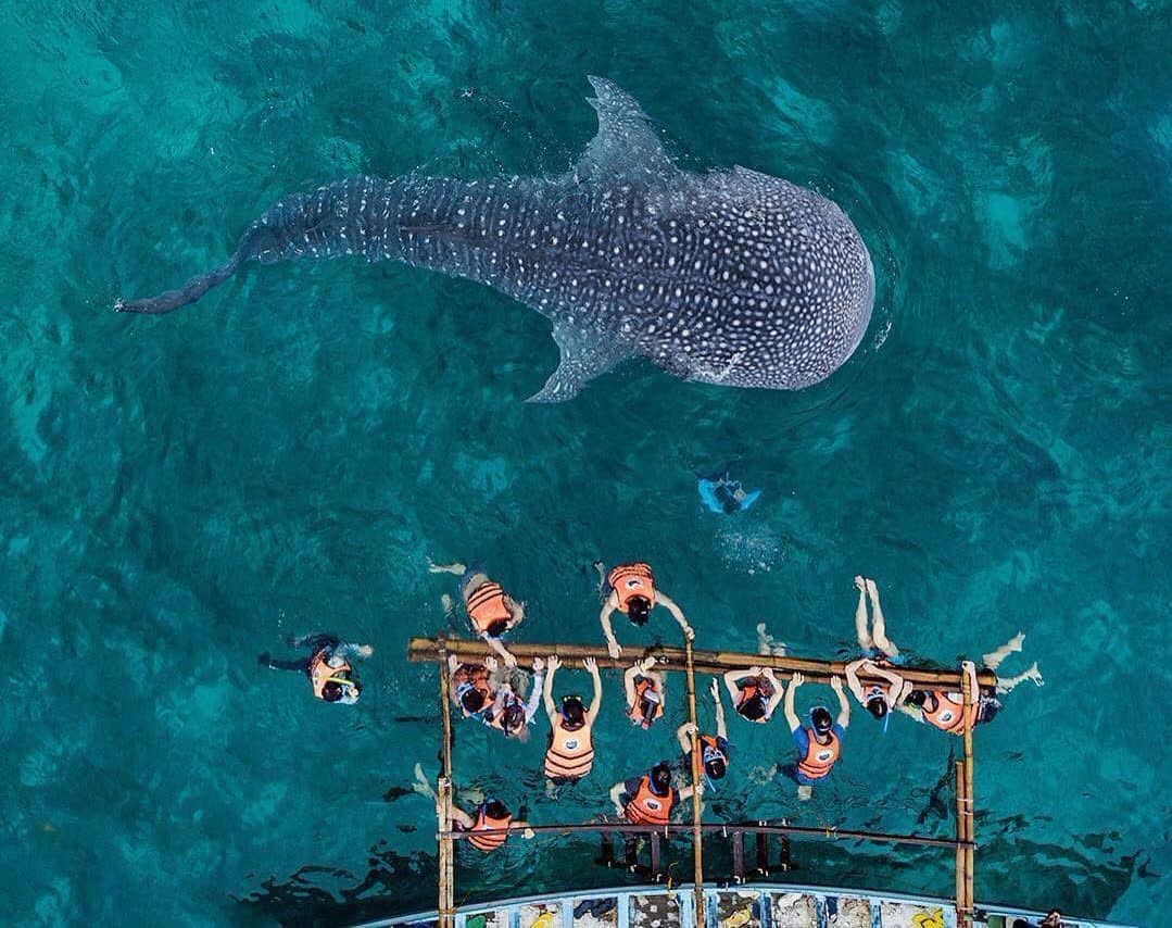 A whale shark swimming below a floating platform of snorkellers