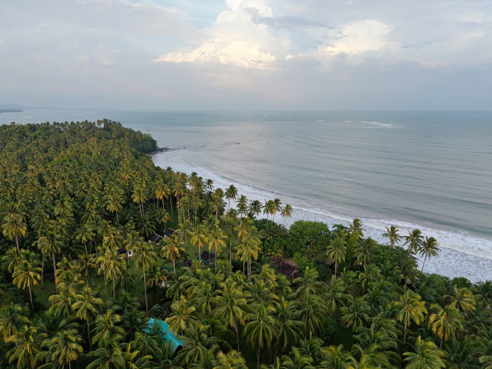 Aerial view of coconut palms running down to a long beach and open sea