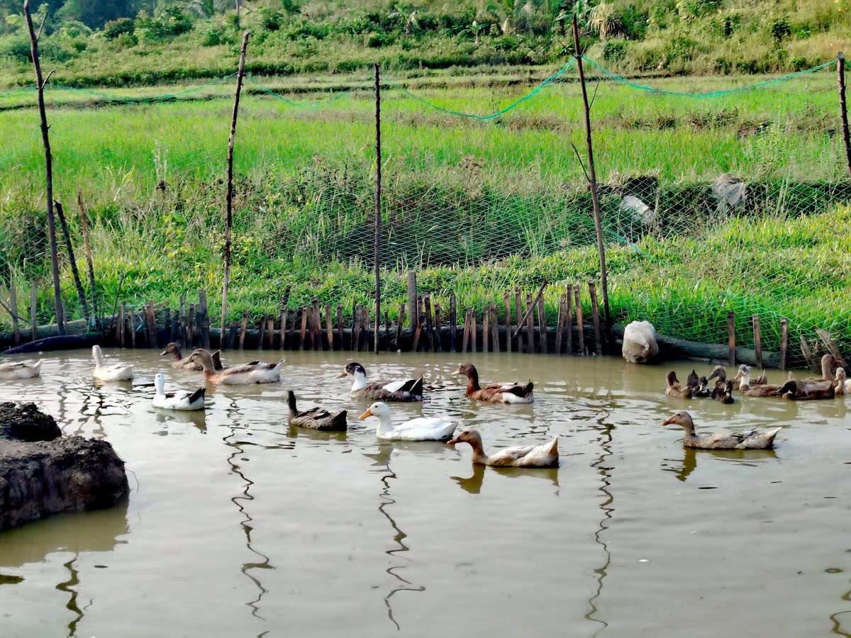 A flock of ducks on a pond beside green rice paddies