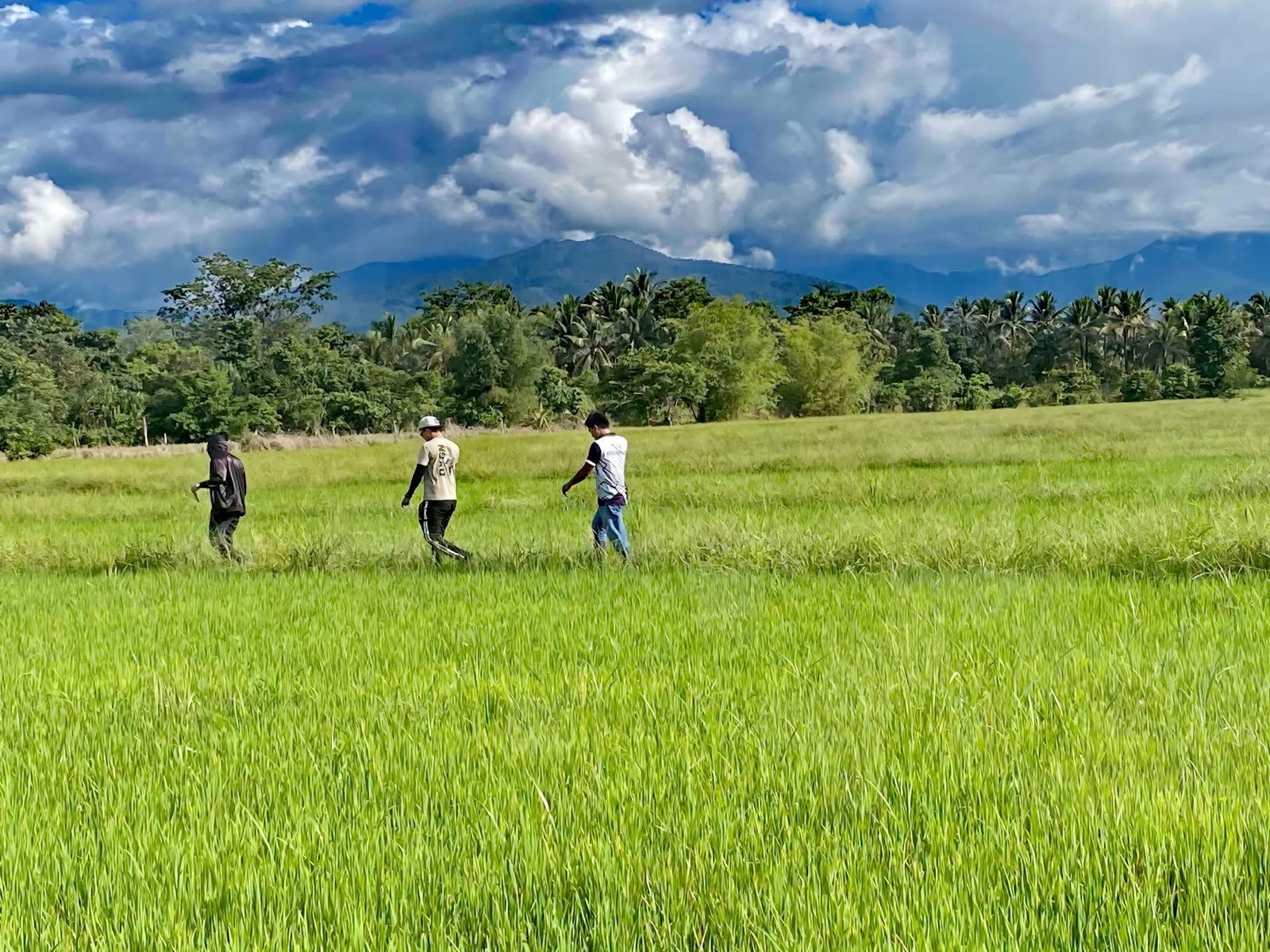 Three people walking across a wide green rice field, forest and mountains beyond