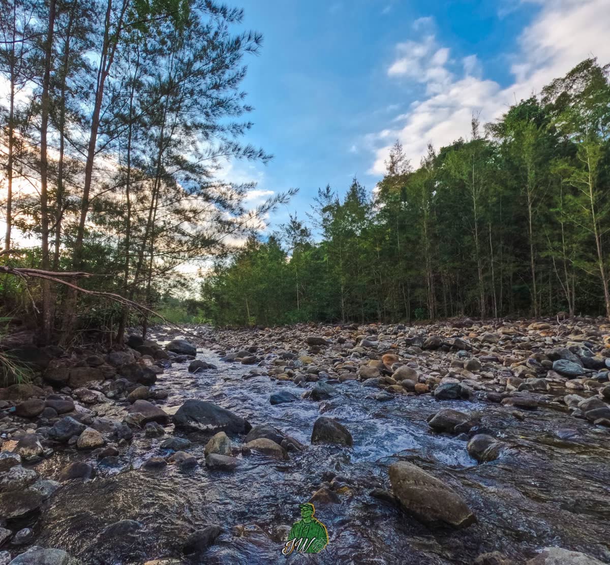 A rocky riverbed running through a stand of tall pines