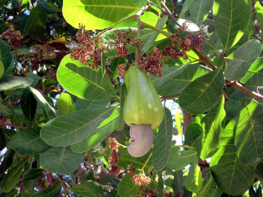 A ripe red cashew apple with its nut hanging among green leaves