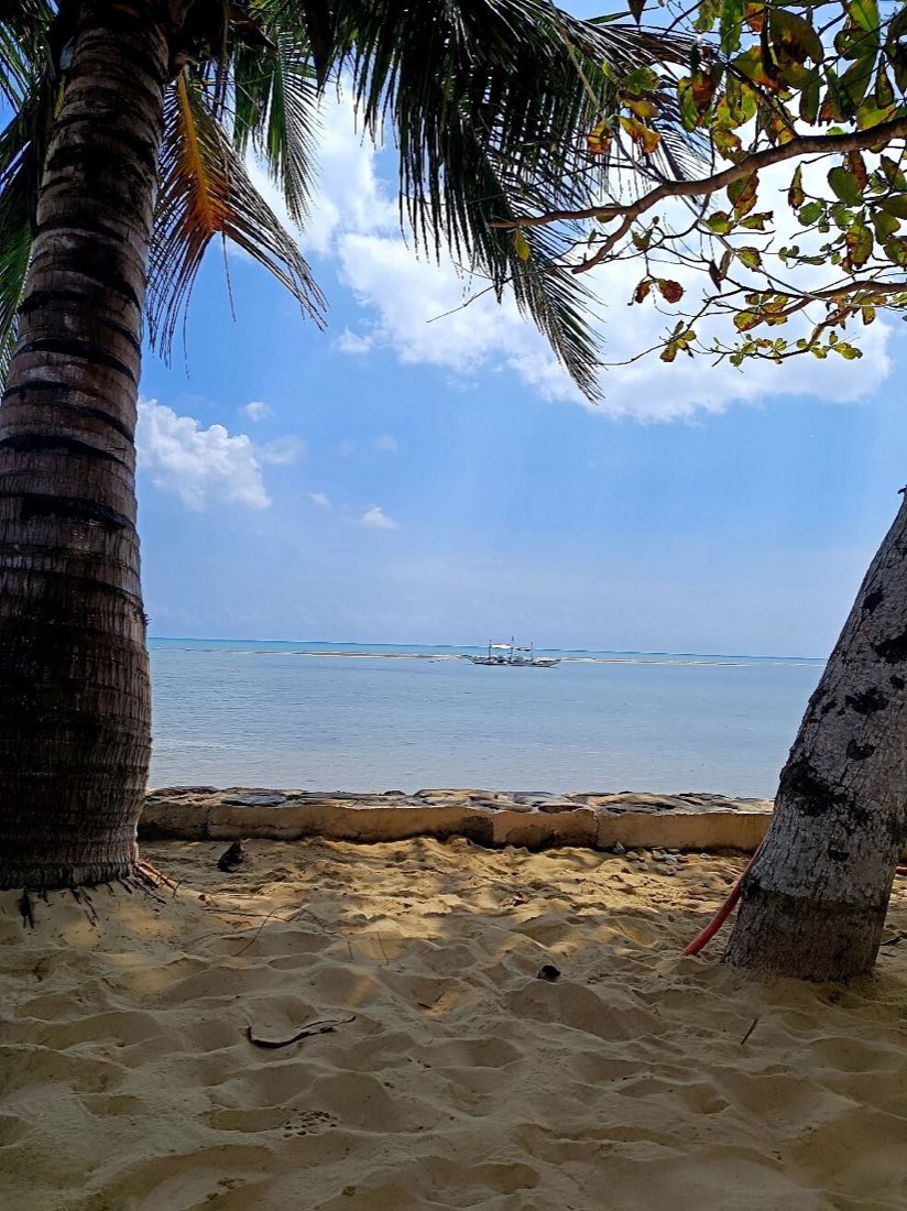A palm trunk framing the shore
