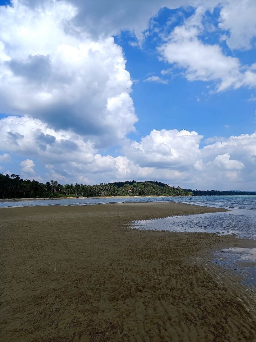 A calm shore with trees and tidal flats