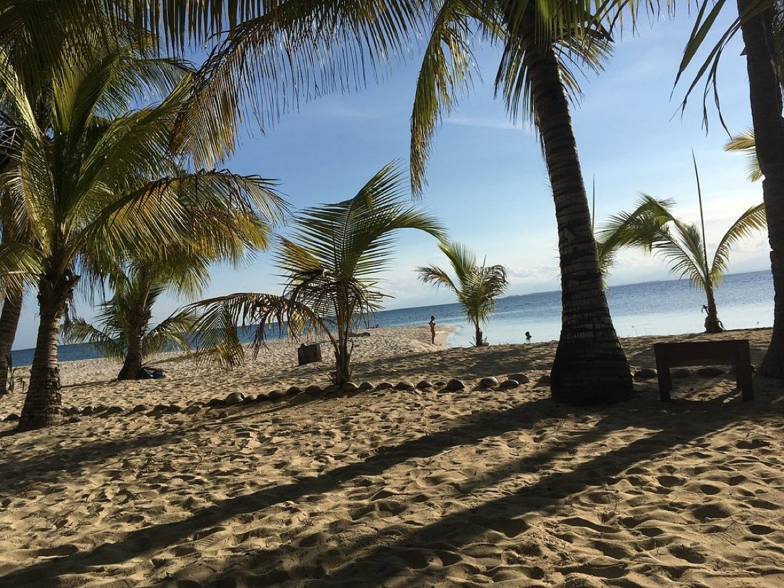 Leaning coconut palms over white sand