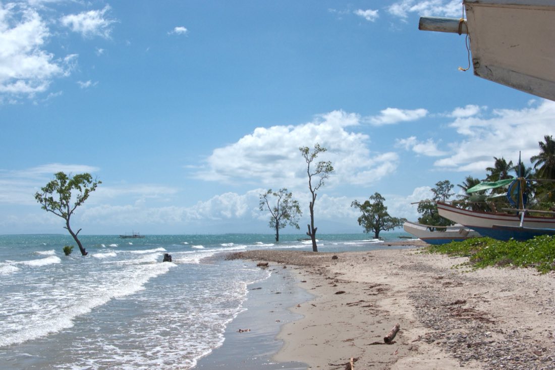 A quiet beach with trees on the shore
