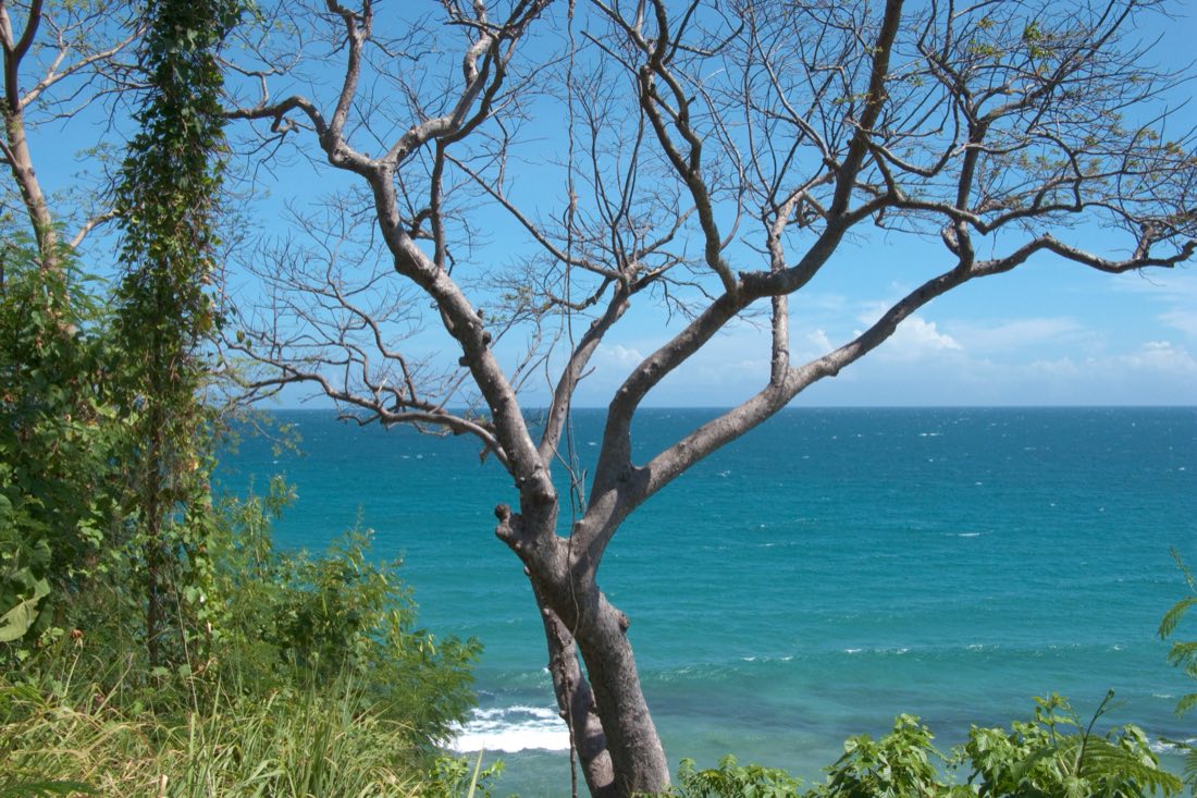 A lone tree on the beach leaning toward the sea