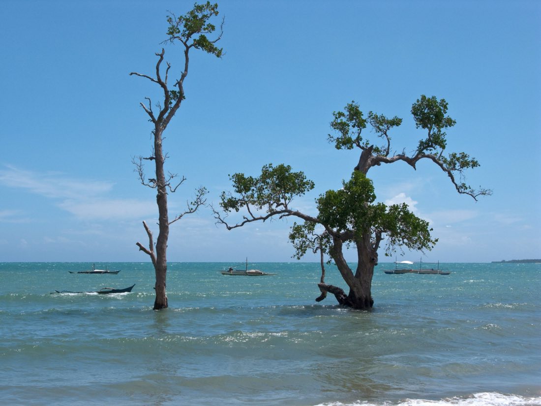 Trees standing in the shallow sea