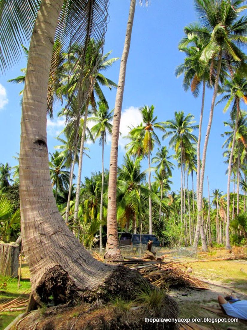 Tall coconut palms leaning over the beach