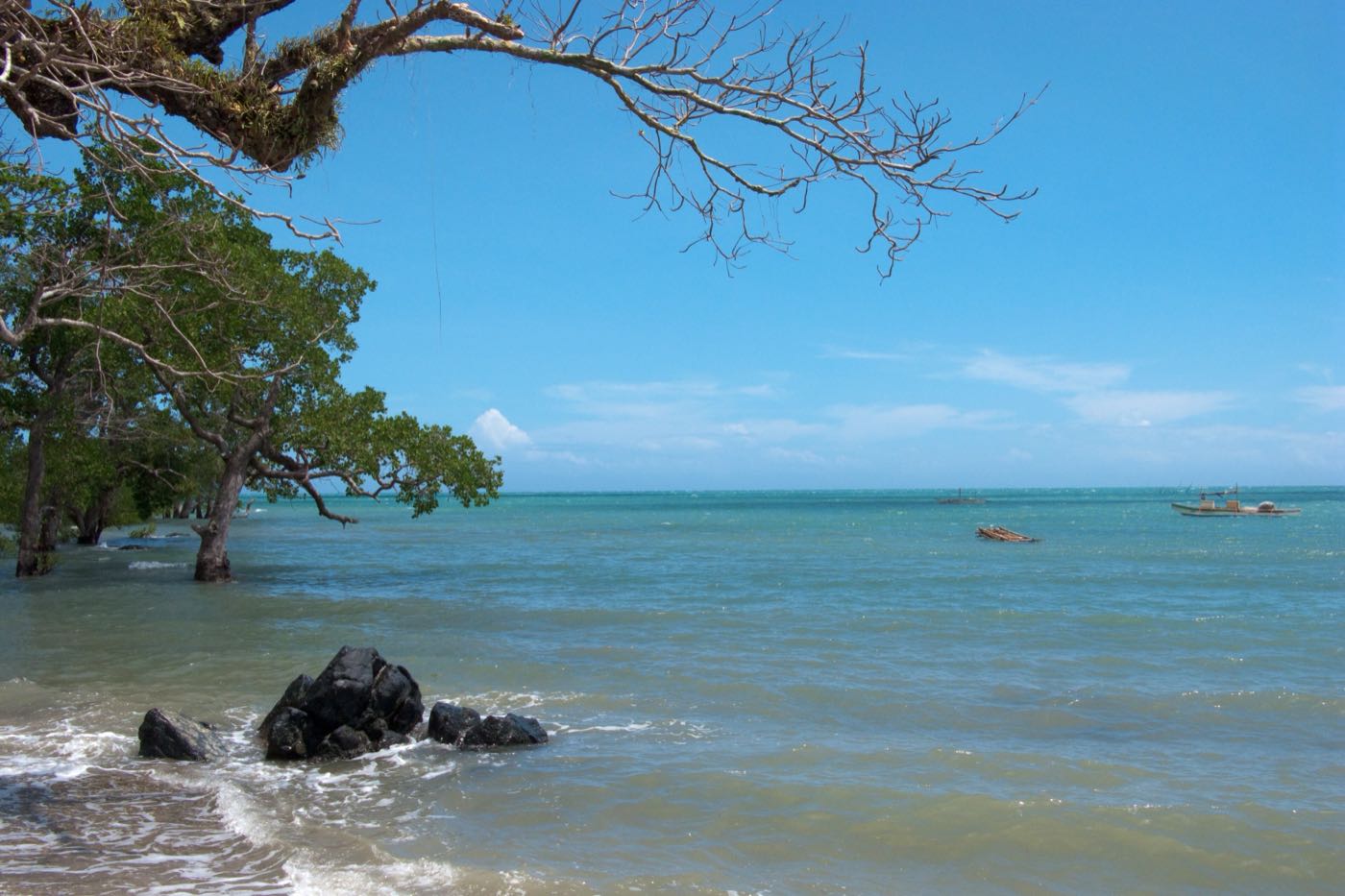Rocks and trees along the shore