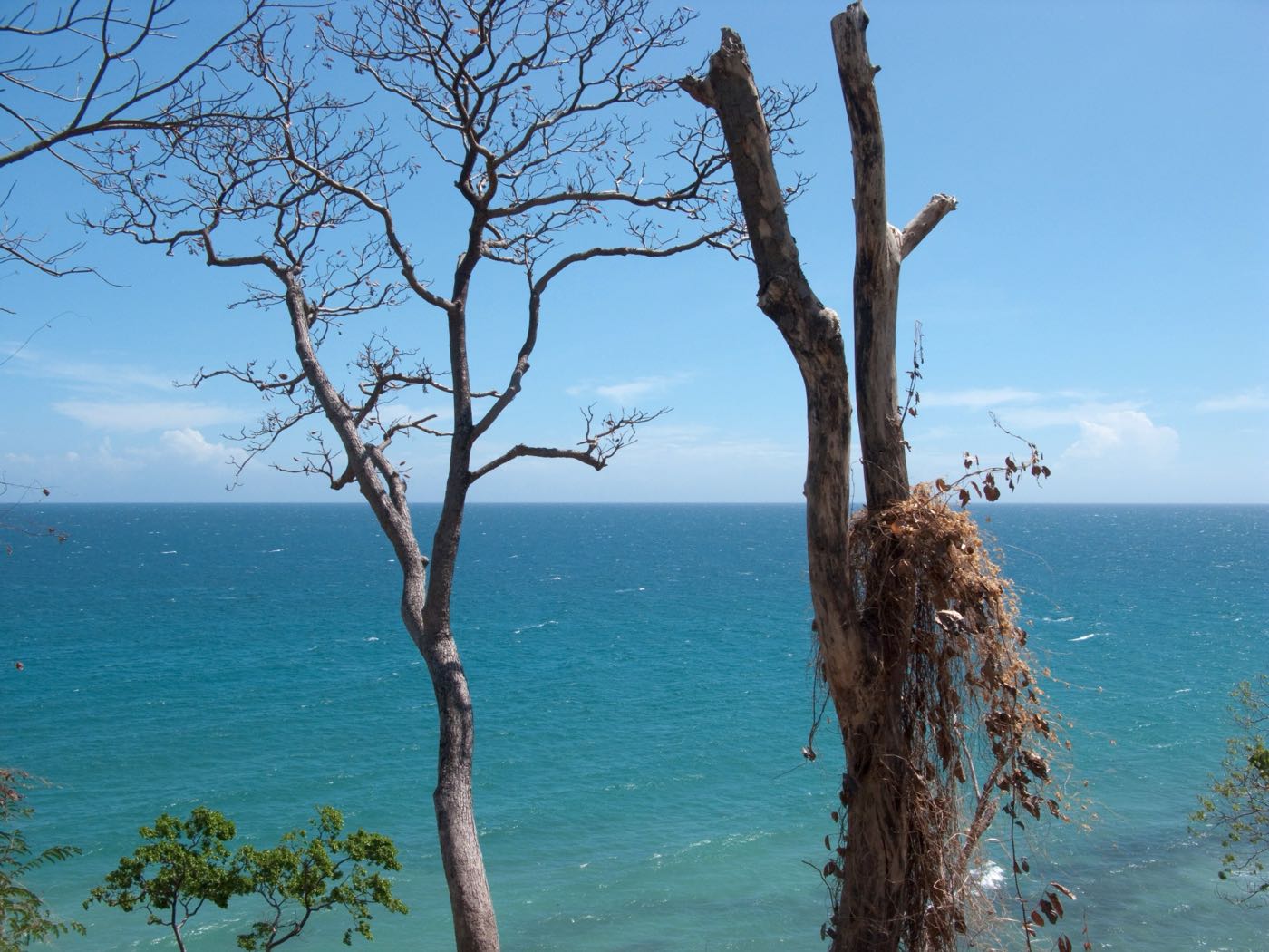 Clear shallow water and trees along the Roxas shore