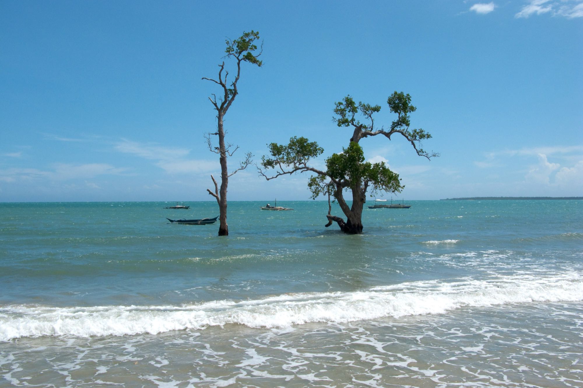 Bare trees standing in the shallow water of the Sulu Sea
